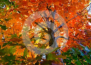 Fall tree leafs background