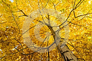 Fall tree leafs background