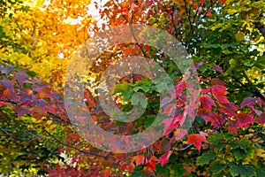 Fall tree leafs background