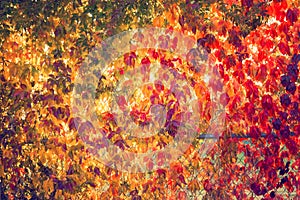 Fall tree leafs background