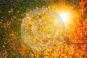 Fall tree leafs background