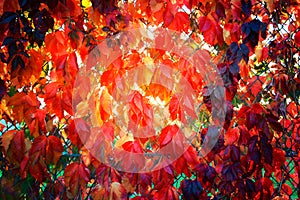 Fall tree leafs background