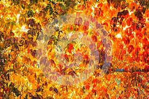 Fall tree leafs background