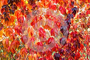 Fall tree leafs background