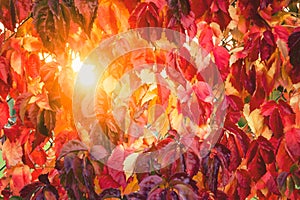 Fall tree leafs background