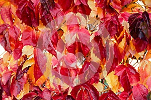 Fall tree leafs background