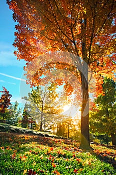 Fall tree leafs background