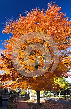 Fall tree with orange leaves along a street in Denver Colorado