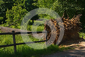 The fall of a tree in a park