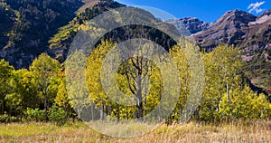 Fall Tree Patch in Northern Utah Mountains