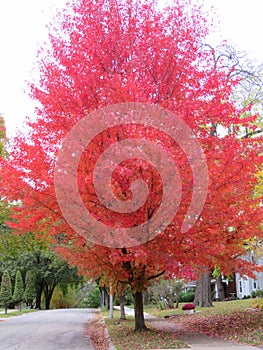 Fall tree turns red in Kansas City with the start of Autumn photo