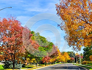 Fall trees