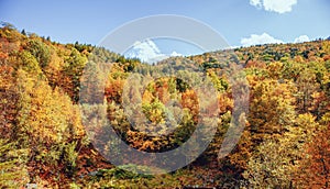 Fall trees changing color in Berkshires, Massachusetts USA Autumn