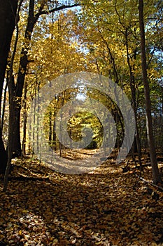 Fall trees on country path