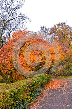 Fall trees in the foreground along the path in the city park on the Gellert Hill in Budapest, Hungary. Autumn tree branches and