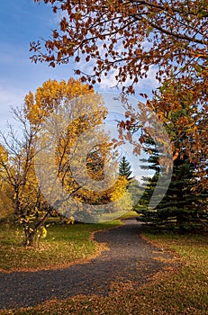 Fall Trees Lining A Park Pathway