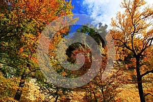 Fall Trees Reaching to Blue Skies