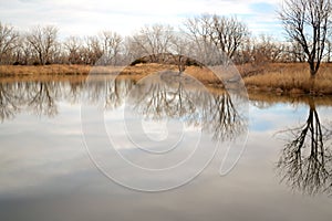 Fall trees in water