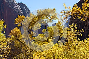 Fall Trees in Zion Canyon