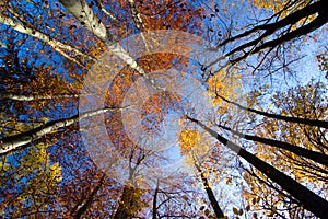 Fall Treetops