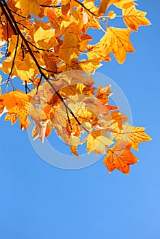 Fall and tuliptree on background of blue sky