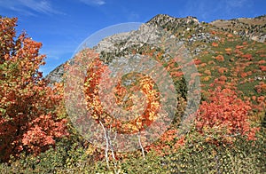 Fall in The Uinta National Forest, Utah