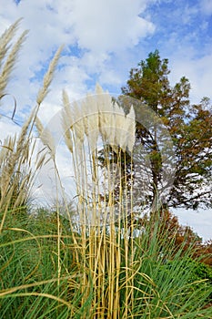 Fall of University of Mississippi campus