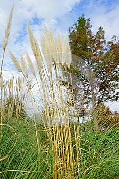 Fall of University of Mississippi campus