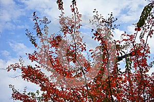 Fall of University of Mississippi campus