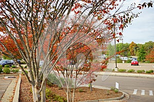 Fall of University of Mississippi campus