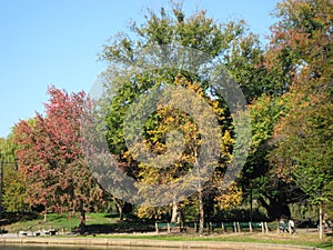 Fall leaves in Boston Common