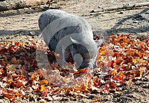 In fall vietnamese Pot-bellied