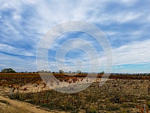 Fall Vineyard