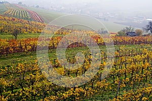 The fall vineyard