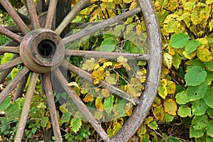 Fall Wagon Wheel Vines