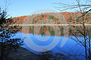 Fall at Walden Pond, Concord, MA. November morning oaks