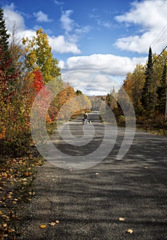 Fall Walk with Dogs