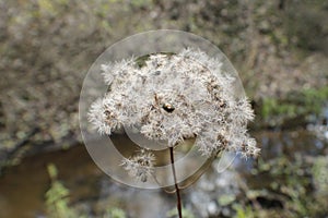 Fall walk in the park