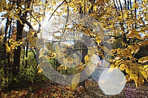 Fall walk in the park