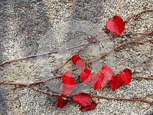 The fall on the wall