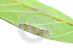 Fall webworm crawling on leaf