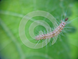 Fall webworm on a leaf close-up