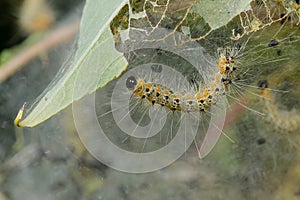 Fall Webworm Moth - Hyphantria cunea