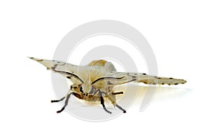 Fall webworm moth isolated on white background