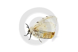Fall webworm moth isolated on white
