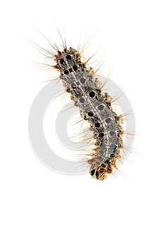 Fall webworm moth larva crawl over white