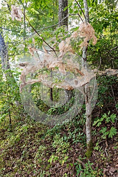 Fall webworm webbing