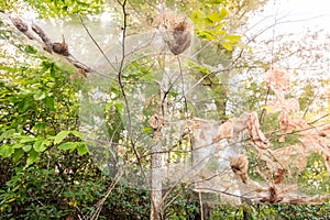 Fall webworm webbing photo