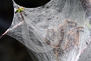 Fall Webworms - Hyphantria cunea