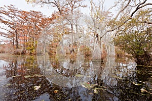 Fall wetland forest Merchants Millpond NC SP USA